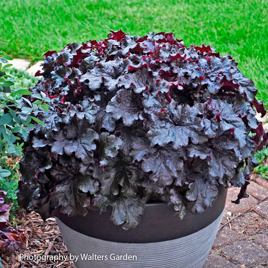 Heuchera Dressed Up® 'Evening Gown' Coral Bells