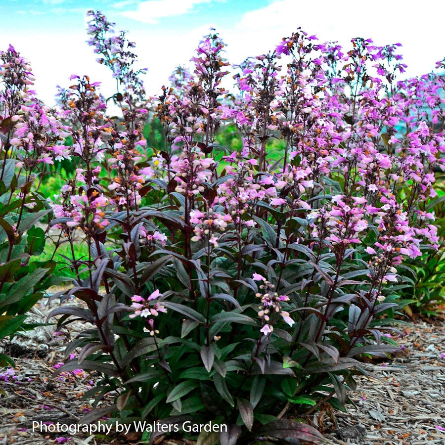 Penstemon 'Blackbeard' Beardtongue