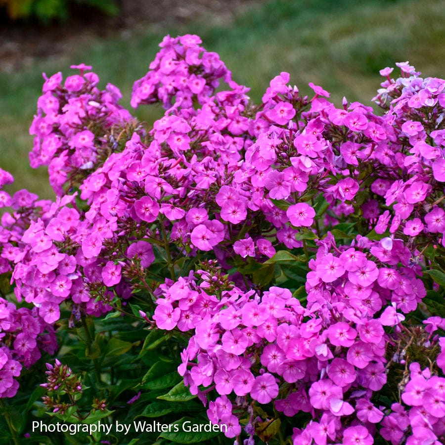 Phlox Garden Girls® 'Cover Girl' Garden Phlox