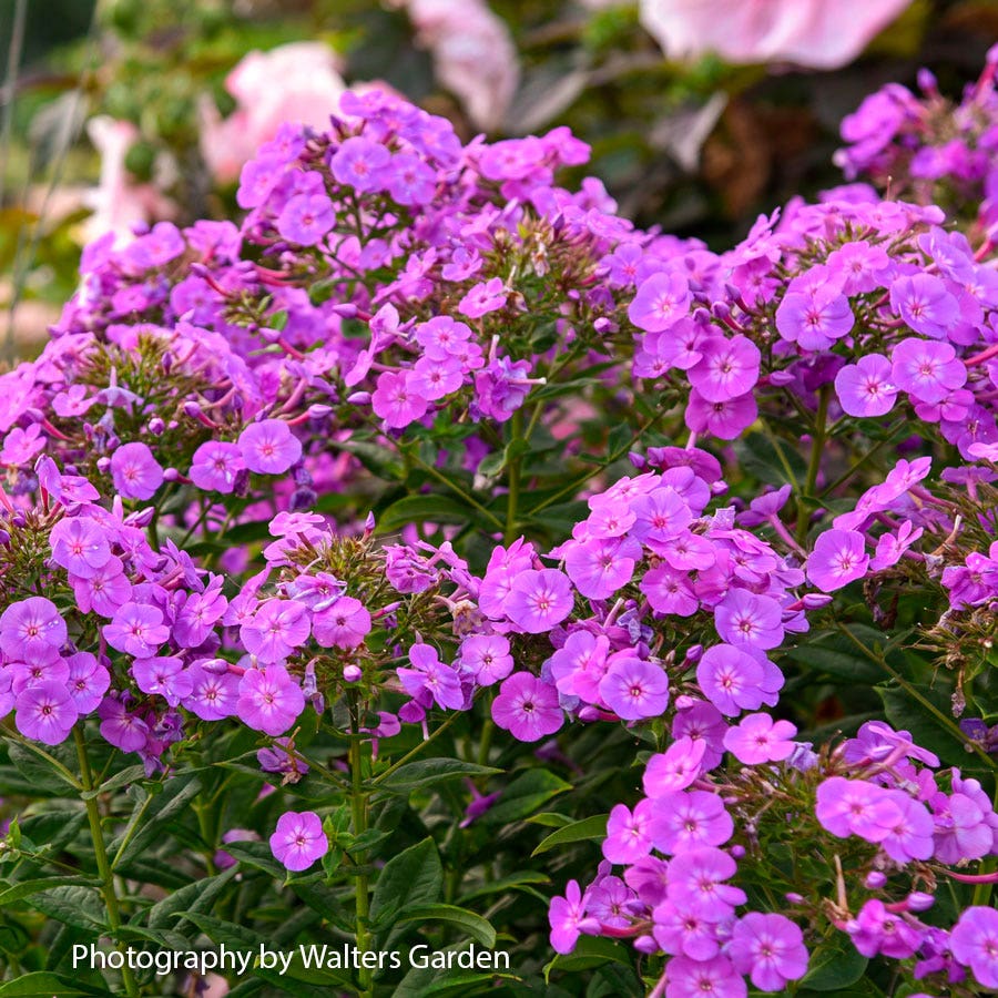 Phlox Garden Girls® 'Cover Girl' Garden Phlox