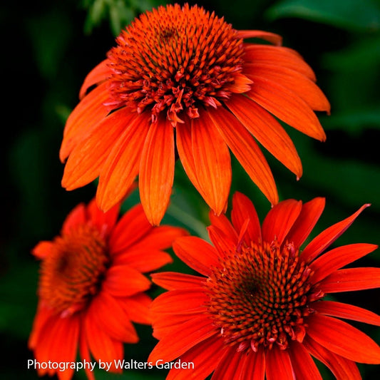 Echinacea Sombrero® Fiesta Orange Coneflower