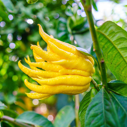 Citrus Buddha's Hand Citron Tree