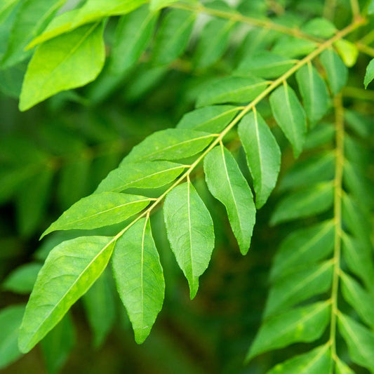 Bergera Curry Leaf Tree