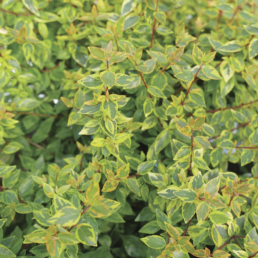 Abelia Brilliantina™