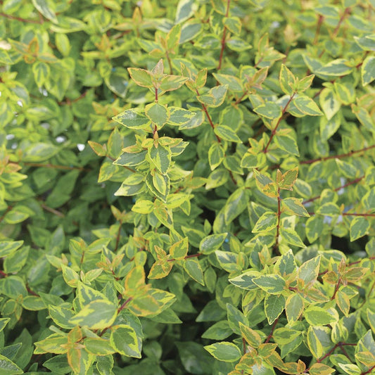 Abelia Brilliantina™