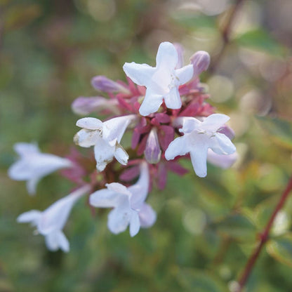 Abelia Brilliantina™
