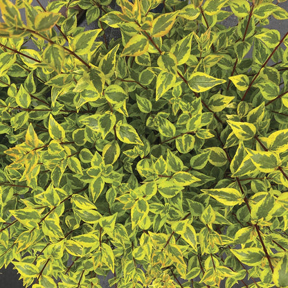 Abelia Brilliantina™