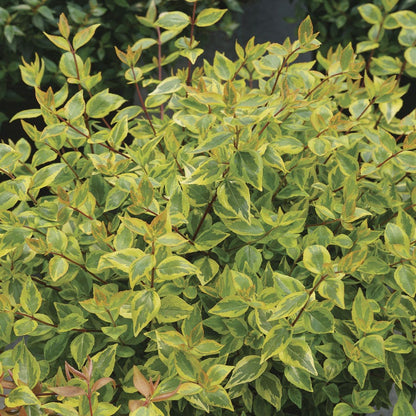 Abelia Brilliantina™