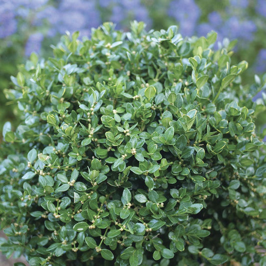 Buxus Neatball™ Boxwood