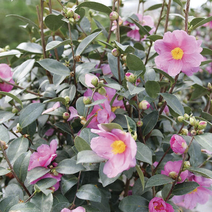 Camellia Just Chill™ Double Mauve
