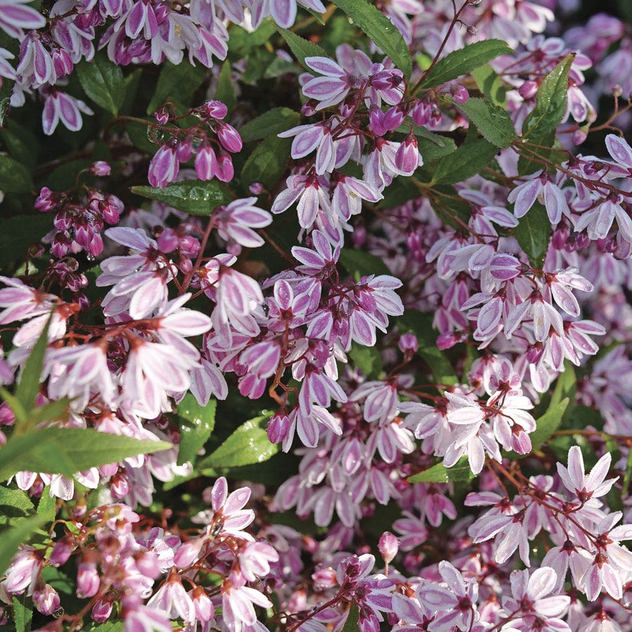 Deutzia Yuki Kabuki™