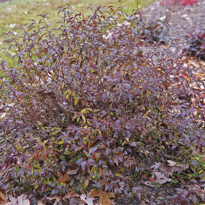 Deutzia Yuki Kabuki™