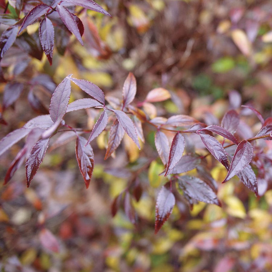 Deutzia Yuki Kabuki™