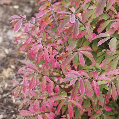 Euonymus Fire Ball Seedless™ Burning Bush