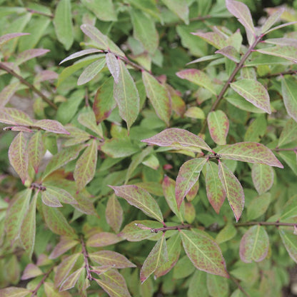 Euonymus Fire Ball Seedless™ Burning Bush