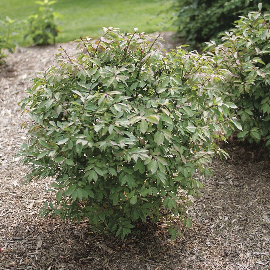Euonymus Fire Ball Seedless™ Burning Bush