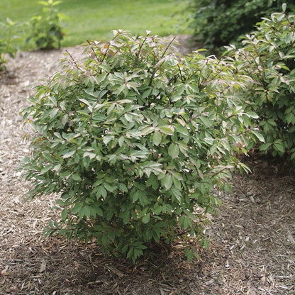 Euonymus Fire Ball Seedless™ Burning Bush