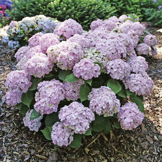 Hydrangea Wee Bit Innocent™ Bigleaf Hydrangea