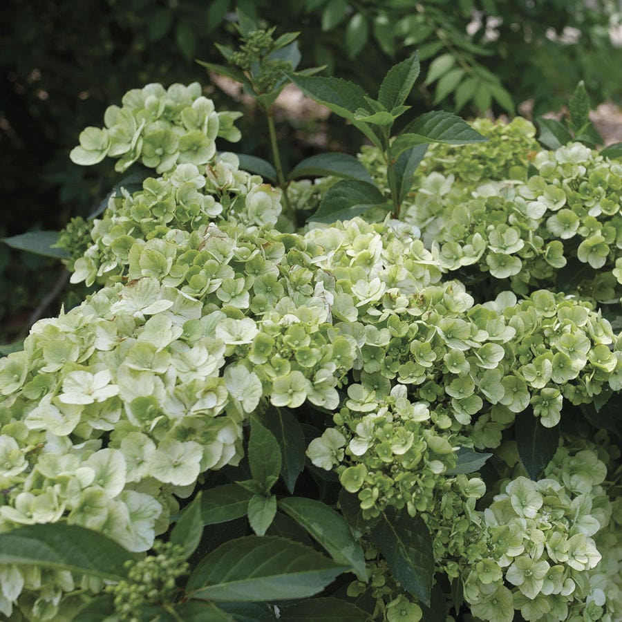 Hydrangea Fairytrail™ Green Cascade Flowering Shrub