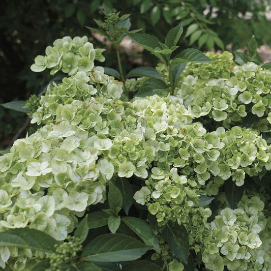 Hydrangea Fairytrail™ Green Cascade Flowering Shrub