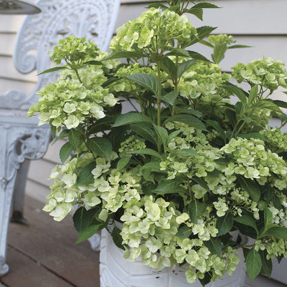 Hydrangea Fairytrail™ Green Cascade Flowering Shrub