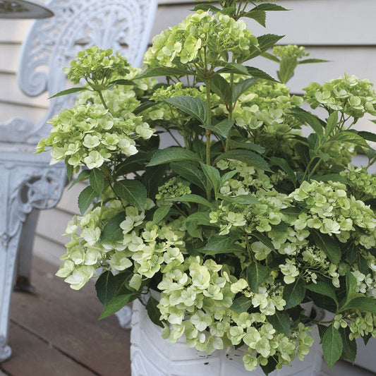 Hydrangea Fairytrail™ Green Cascade Flowering Shrub