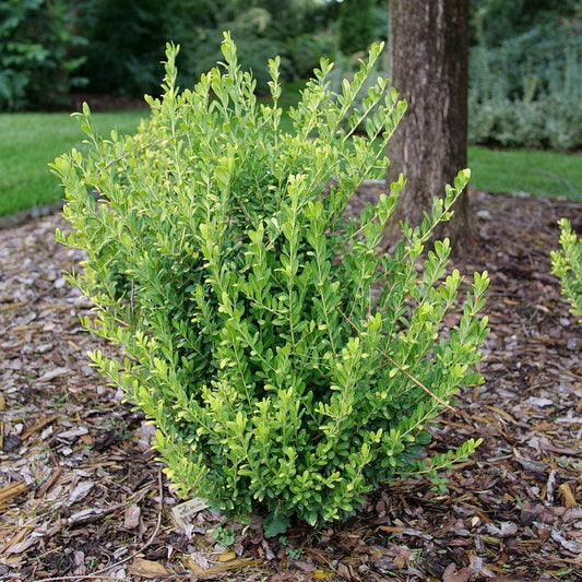 Ilex Glow Pop™ Japanese Holly