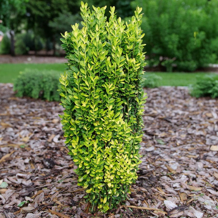 Ilex Glow Stick™ Japanese Holly