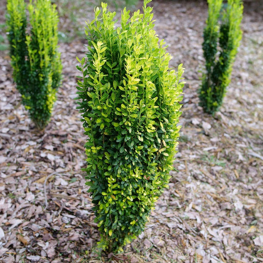 Ilex Glow Stick™ Japanese Holly