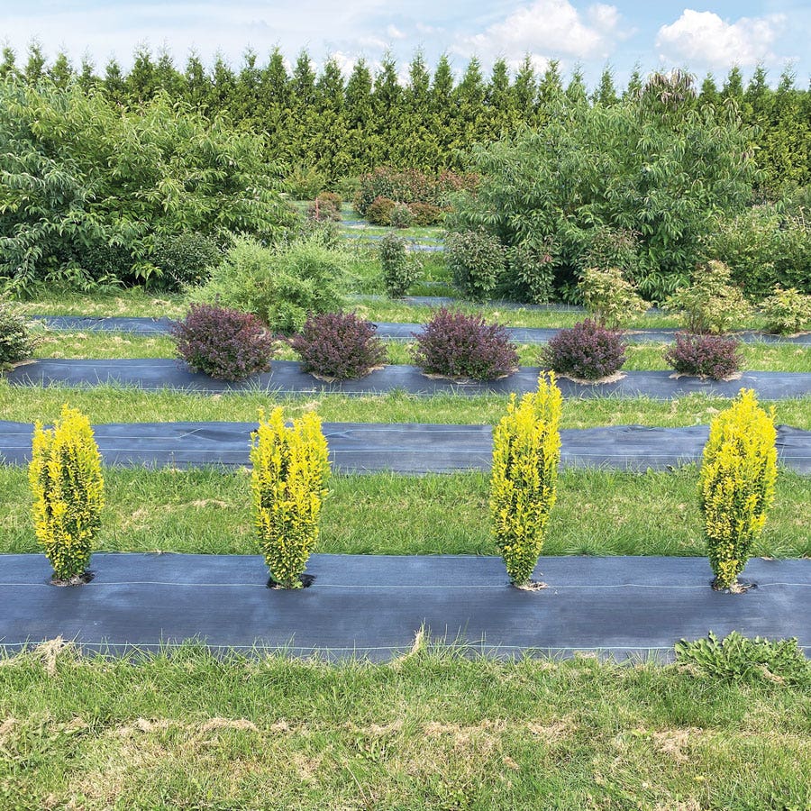 Ilex Glow Stick™ Japanese Holly