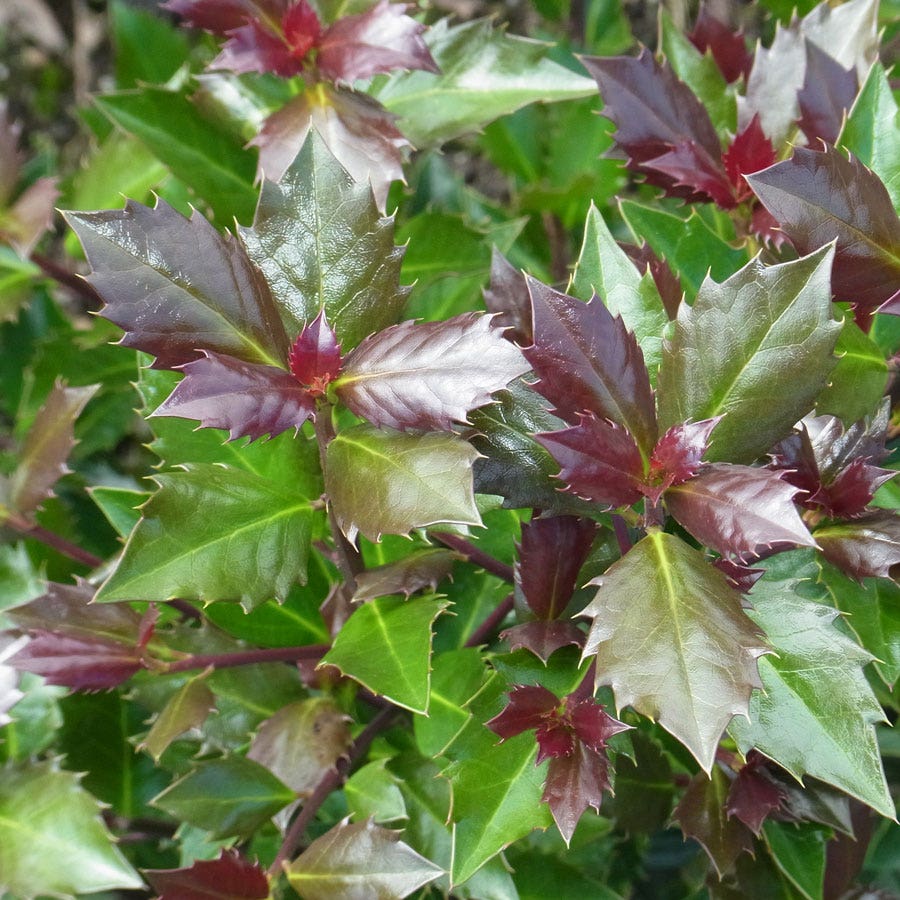 Ilex Castle Rouge™ Blue Holly