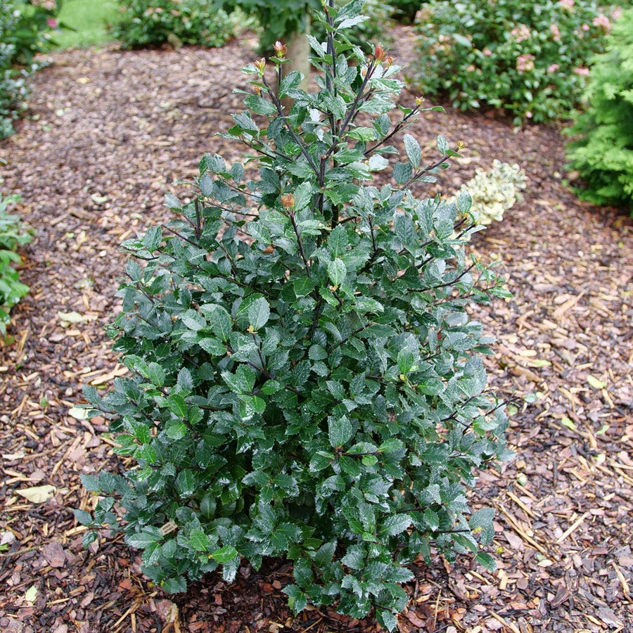 Ilex Castle Rouge™ Blue Holly