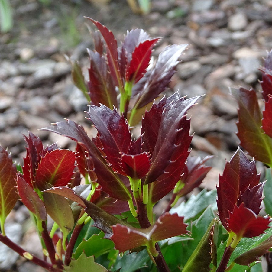 Ilex Castle Rouge™ Blue Holly