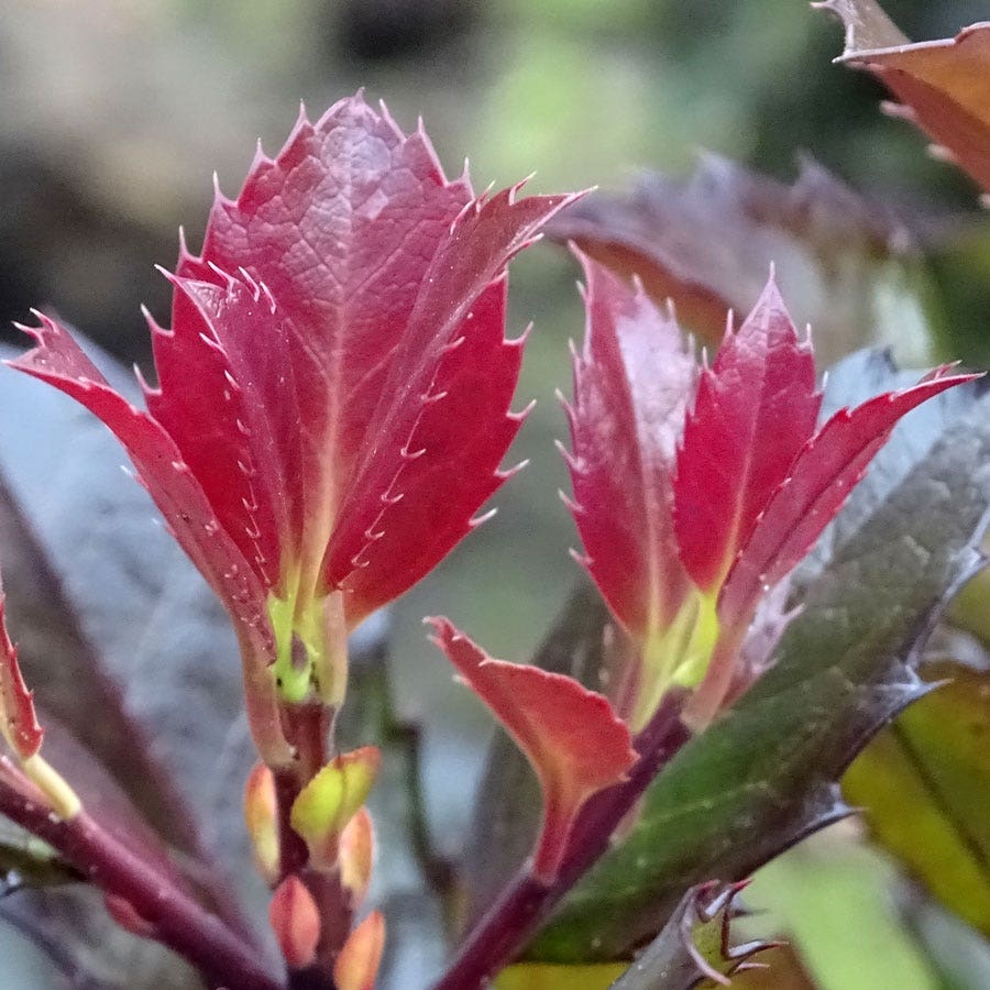 Ilex Castle Rouge™ Blue Holly
