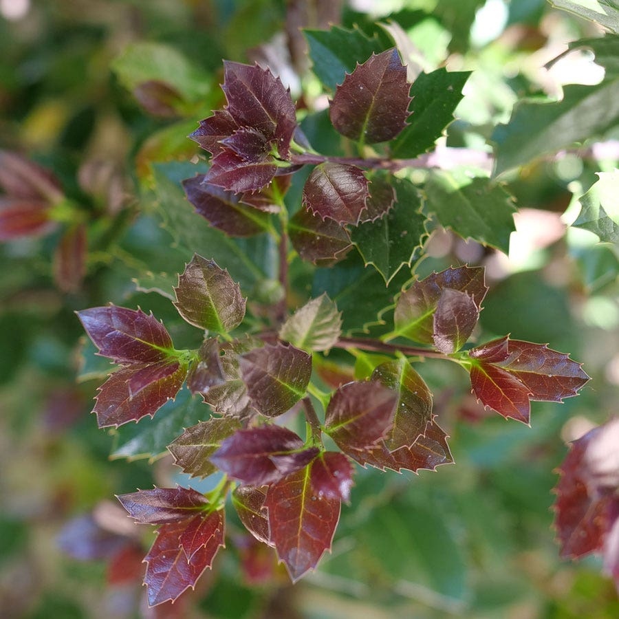 Ilex Castle Rouge™ Blue Holly
