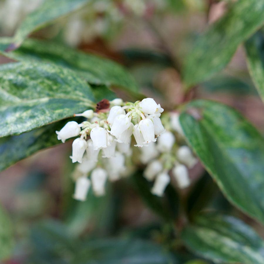 Lecothoe Paisley Pup™