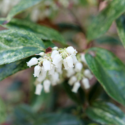 Lecothoe Paisley Pup™
