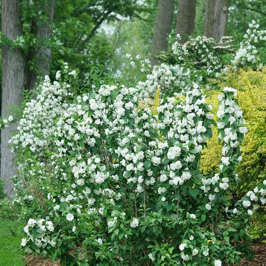 Philadelphus Illuminati Spice™ Mock Orange