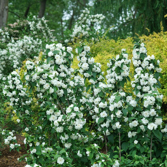 Philadelphus Illuminati Spice™ Mock Orange