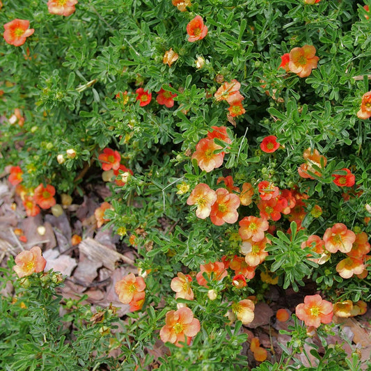 Dasiphora Happy Face® Orange Potentilla