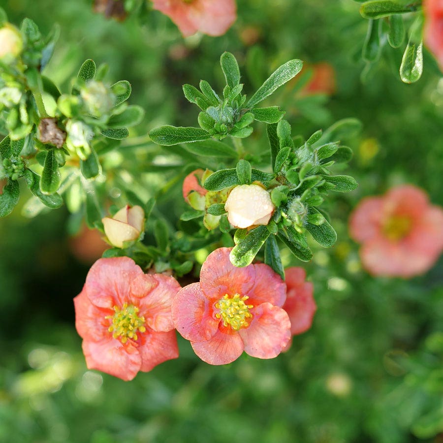 Dasiphora Happy Face® Orange Potentilla