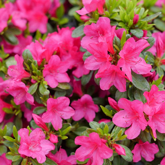 Rhododendron Perfecto Mundo Fuchsia Carpet™ Azalea