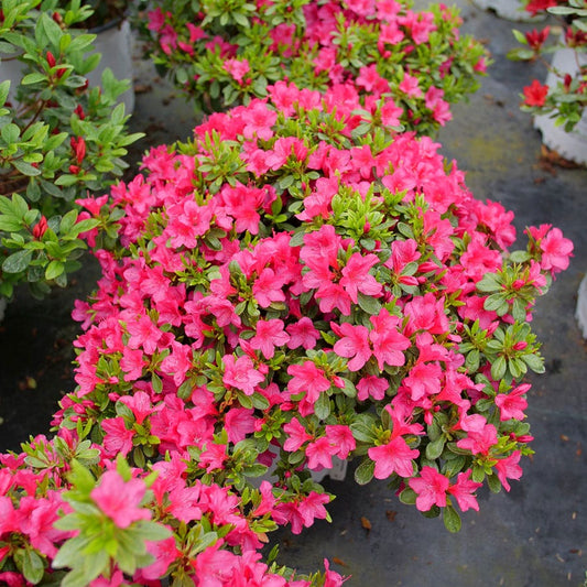 Rhododendron Perfecto Mundo Fuchsia Carpet™ Azalea