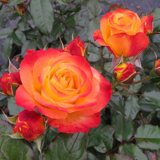 Rosa Oso Easy En Fuego™ Rose