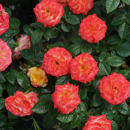 Rosa Oso Easy En Fuego™ Rose