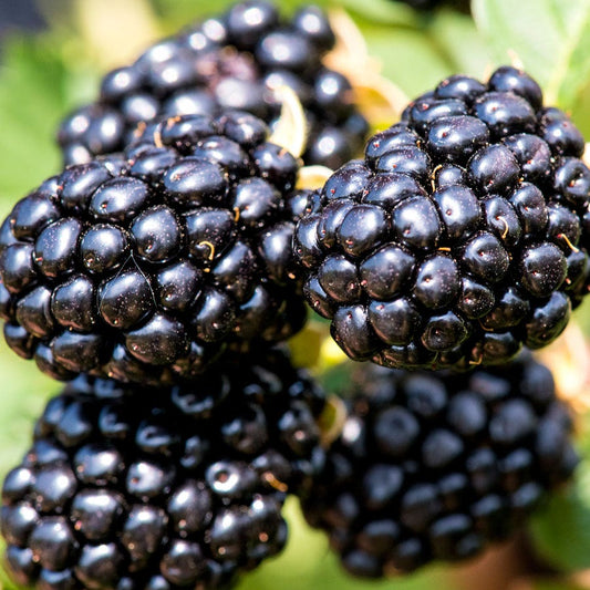 Rubus Taste of Heaven™ Thornless Blackberry