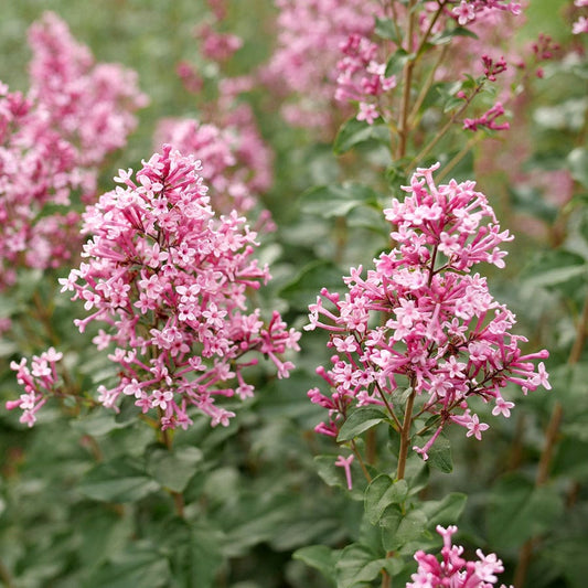 Syringa Bloomerang® Ballet™ Lilac