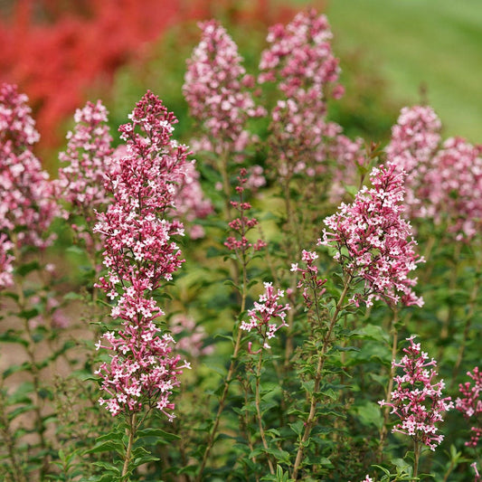 Syringa Bloomerang® Ballet™ Lilac