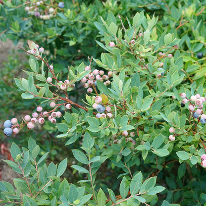 Vaccinium Splendid!™ Blue Highbush Blueberry