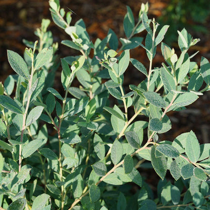 Vaccinium Splendid!™ Blue Highbush Blueberry
